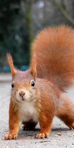 Animals,Squirrel