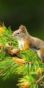 Animals,Squirrel