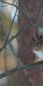 Animaux,Ecureuils