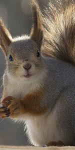 Animals,Squirrel