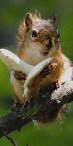 Animals,Squirrel