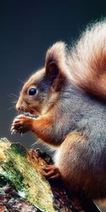 Animals,Squirrel