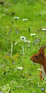 Animals,Squirrel