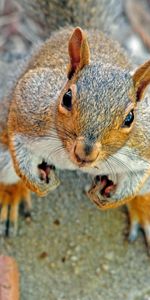 Animals,Squirrel