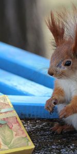 Animals,Squirrel,Blur,Smooth,Box,Present,Gift