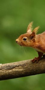 Animals,Squirrel,Blur,Smooth,Branch,Animal,Climb