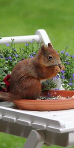 Animaux,Nourriture,Fleurs,Écureuil