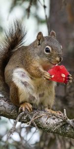 Animals,Squirrel,Fluffy,Branch,Watermelon,Rodent