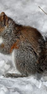 Animals,Squirrel,Food,Snow,Berry