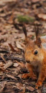 Animales,Ardilla,Otoño,Hojas,Bosque