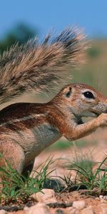 Animals,Squirrel,Grass,Sit,Clay