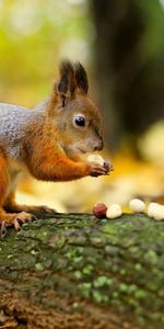 Animals,Squirrel,Nuts,Forest