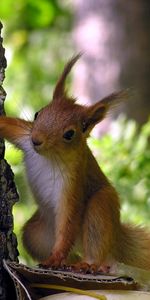 Animales,Ardilla,Los Roedores