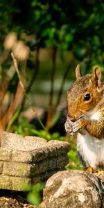 Animals,Squirrel,Stones,Animal,Rodent