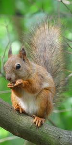 Animals,Squirrel,Wood,Fluffy,Tree,Animal,Rodent