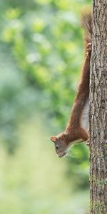 Bois,Arbre,Animal,Animaux,Drôle,Écureuil