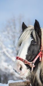 Étalon,Hiver,Cheval,Animaux