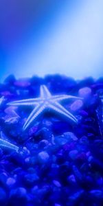 Animals,Starfish,Shell,Underwater World