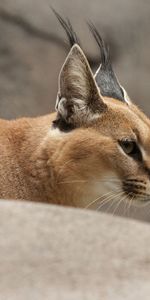 Gato Montés,Lince,Caracal,Lince De La Estepa,Animales,Gato Salvaje