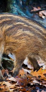 Animals,Stones,Autumn,Leaves,Climb,Boar