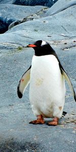 Animals,Stones,Bird,Penguin