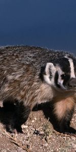 Animals,Stones,Color,Badger