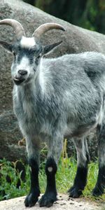 Animals,Stones,Cool,Mountain Goat