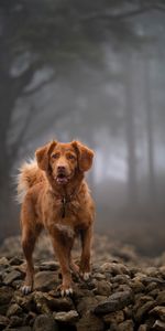 Animals,Stones,Dog,Opinion,Golden Retriever,Sight,Retriever