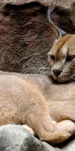 Noyaux,Se Coucher,Mensonge,Caracal,Animaux,Iris