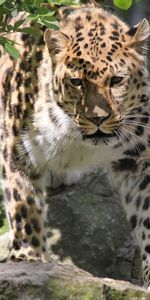 Animals,Stones,Leaves,Leopard,Muzzle,Opinion,Sight,Big Cat