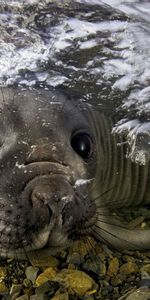 Bajo El Agua,Animales,Stones,Bozal,Nadar,Piel De Foca,Lobo Marino,Submarino