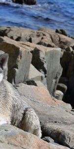 Animals,Stones,Sea,Husky,Haska,Climb,Dog