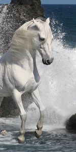 Animals,Stones,Sea,Spray,Horse