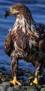 Animals,Stones,Shore,Bank,Bird,Predator,Sea,Eagle