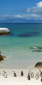 Animals,Stones,Sky,Shore,Bank,Pinguins,Sea,Sand,Ocean