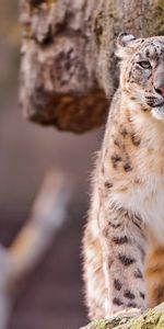 Animals,Stones,Snow Leopard,Sit,Spotted,Spotty,Predator,Moss,Big Cat