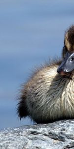 Animaux,Noyaux,Jeune,Joey,Canard