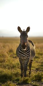 Animals,Streaks,Animal,Zebra,Wildlife,Stripes