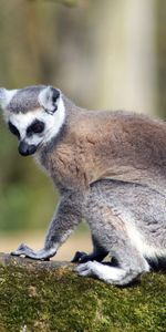 Animals,Striped,Animal,Lemur,Tail