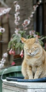 Animals,Striped,Redhead,Cat