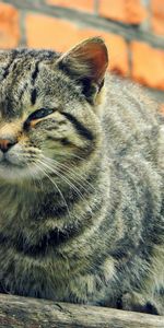 Animals,Striped,Sight,Opinion,Homeless,Cat