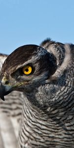 Animaux,Rayé,Faucon,Balayer,Plumage,Oiseau,Vague