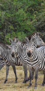 Animals,Stroll,Africa,Zebra