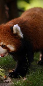 Animaux,Flâner,Animal,Petit Panda,Promenade,Panda Rouge