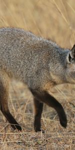 Flâner,Renard À Grandes Oreilles,Renard Mort,Promenade,Animaux,Renard