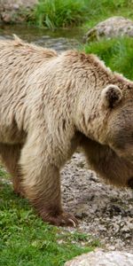 Animals,Stroll,Brown Bear,Siberian Bear