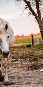 Animales,Paseo,Caballo,Corral