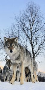 Animals,Stroll,Flock,Snow,Winter,Wolf