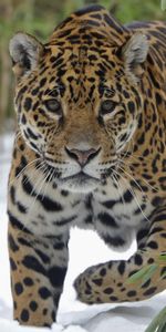 Animals,Stroll,Jaguar,Big Cat,Snow