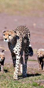 Flâner,Animaux,Promenade,Famille,Une Famille,Léopards